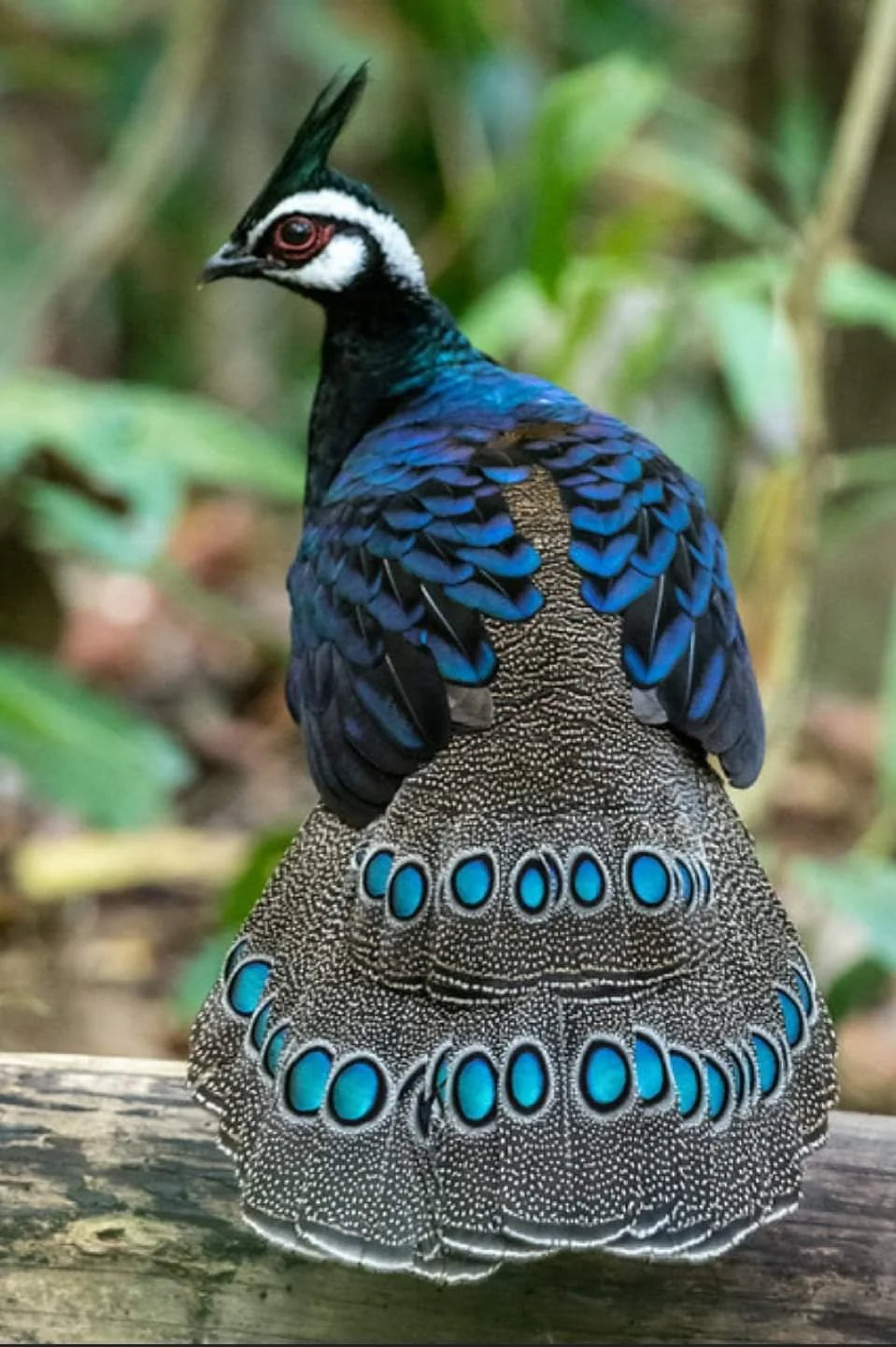 Palawan Pheasant Tie