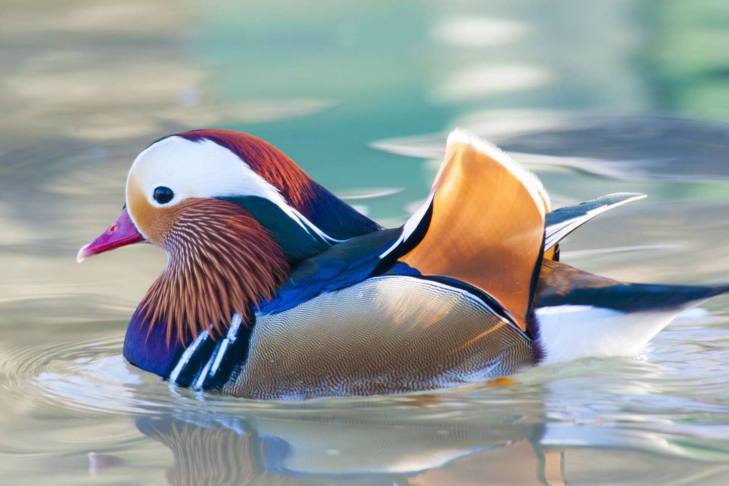Mandarin Duck Tie