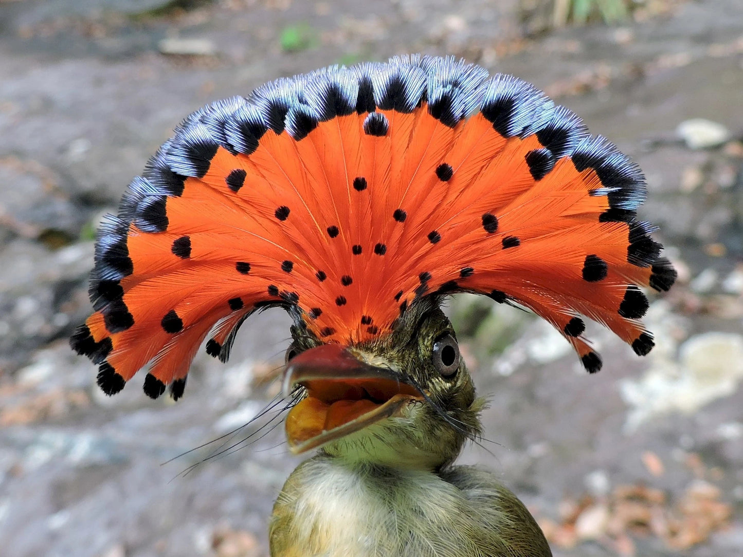 Royal Flycatcher Tie