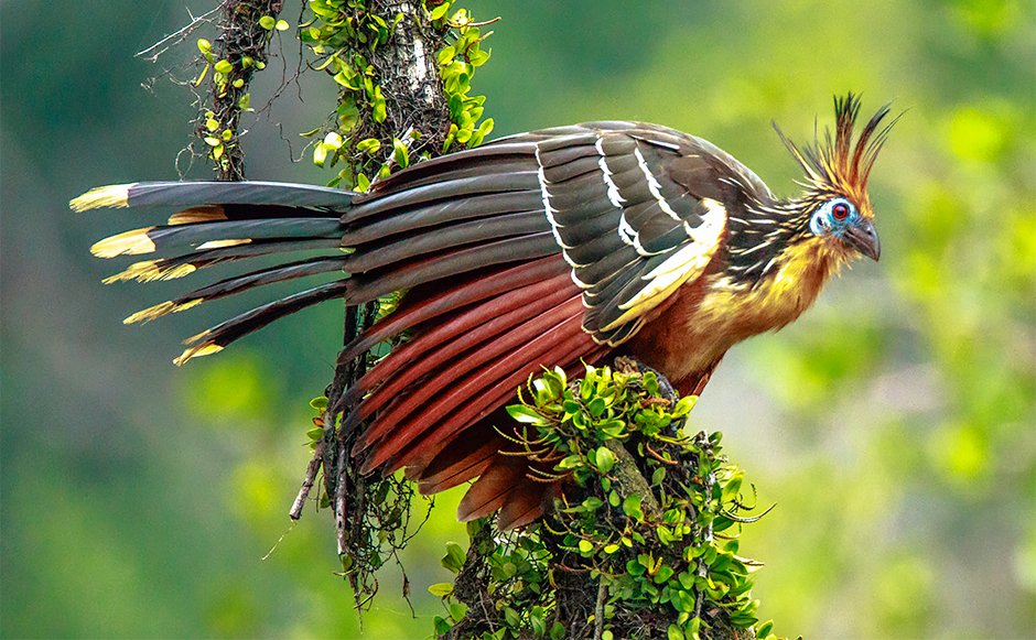 Hoatzin Tie