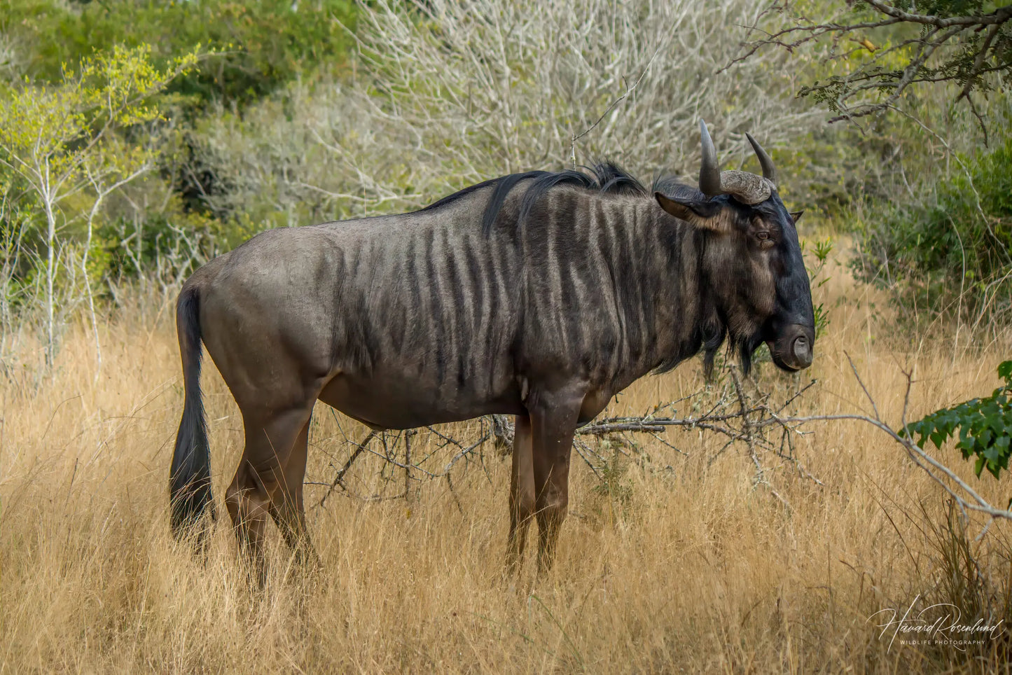 Blue Wildebeest Tie