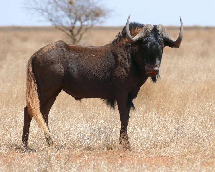 Black Wildebeest Tie