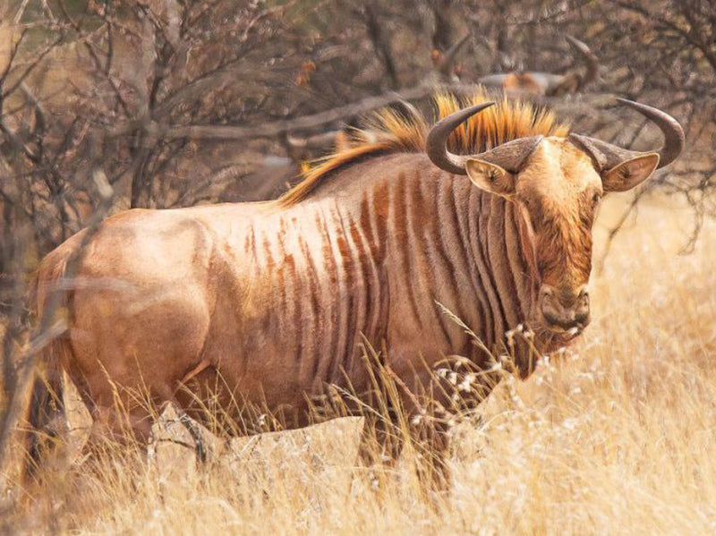 Golden Wildebeest Tie