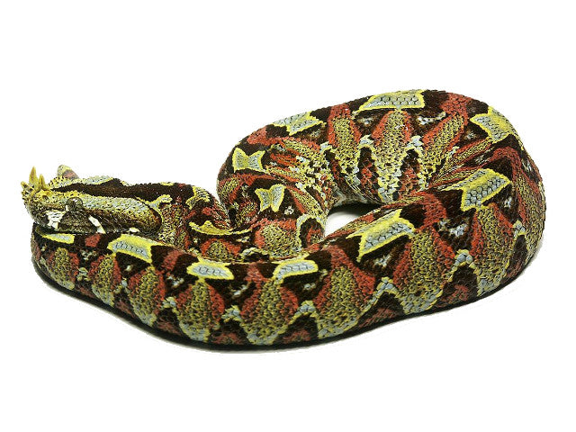 Rhinoceros Viper Tie